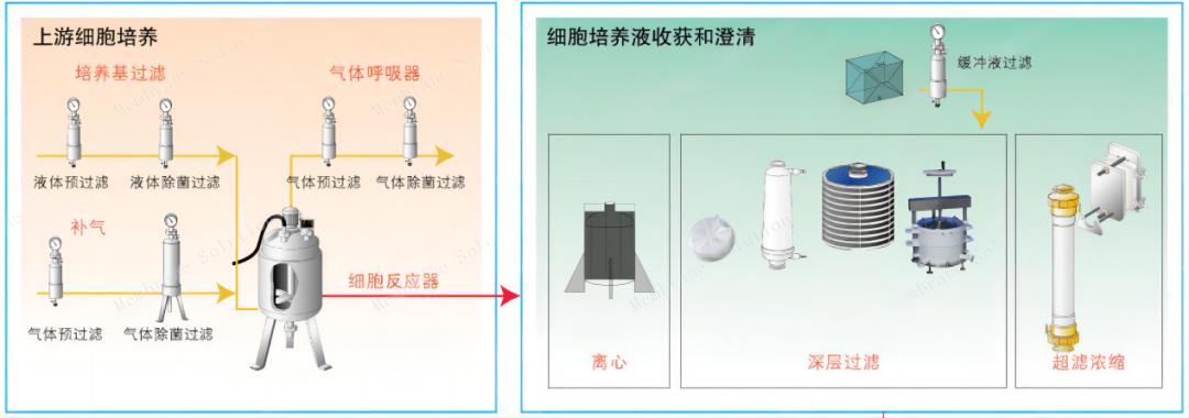 單克隆抗體上游細(xì)胞的培養(yǎng)過(guò)程	