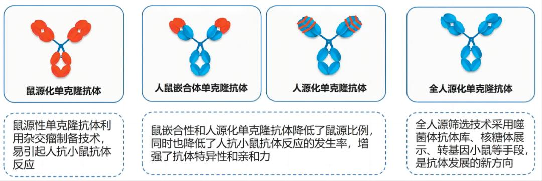 ?單克隆抗體開發(fā)階段